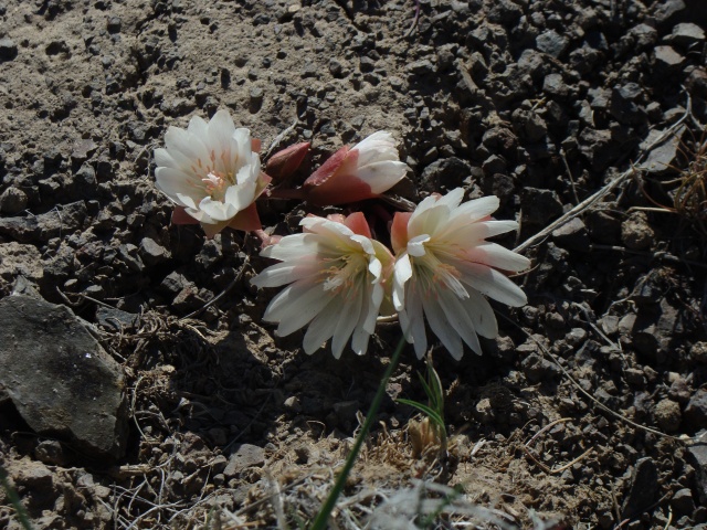 Lewisia rediviva growing in a rocky, volcanic substrate at the Northern Great Basin Experimental Range near Riley, OR.